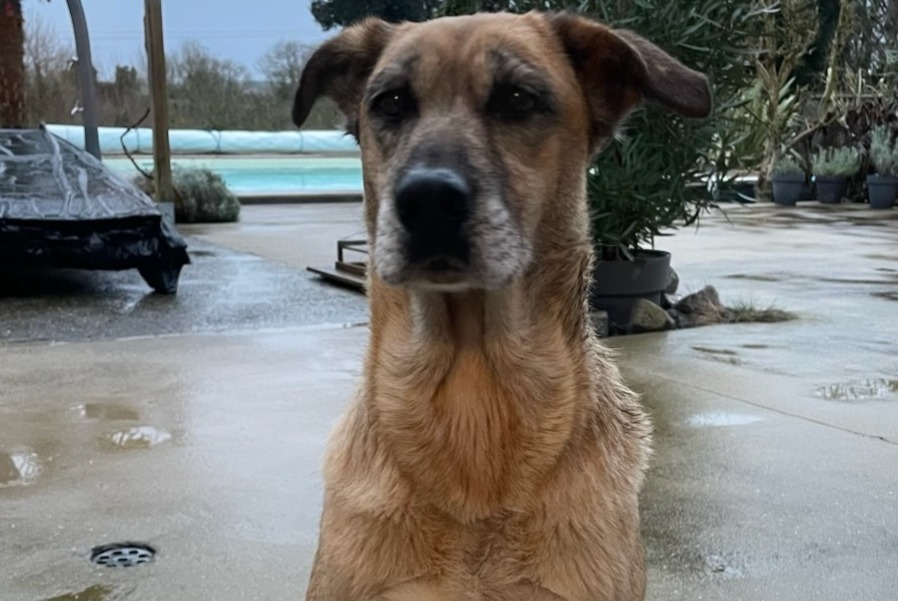 Avviso Ritrovamento Cane incrocio di razze  Femmina Longèves Francia